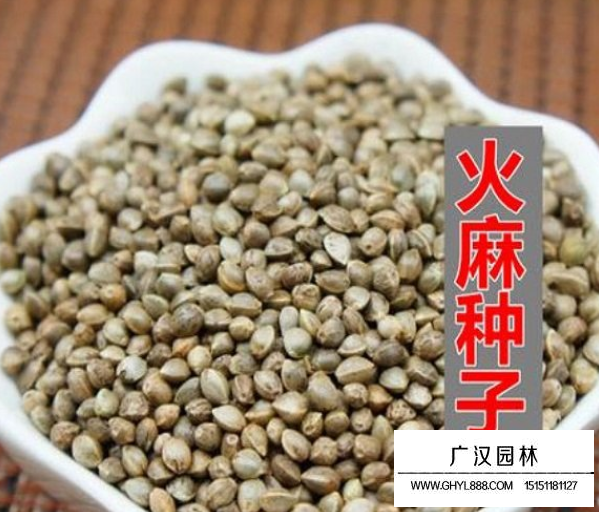 火麻仁種子