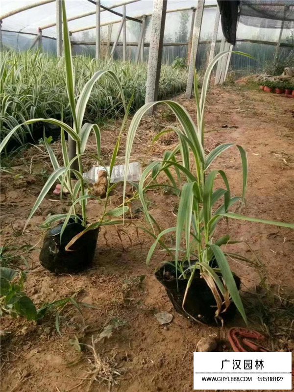 花葉蘆竹