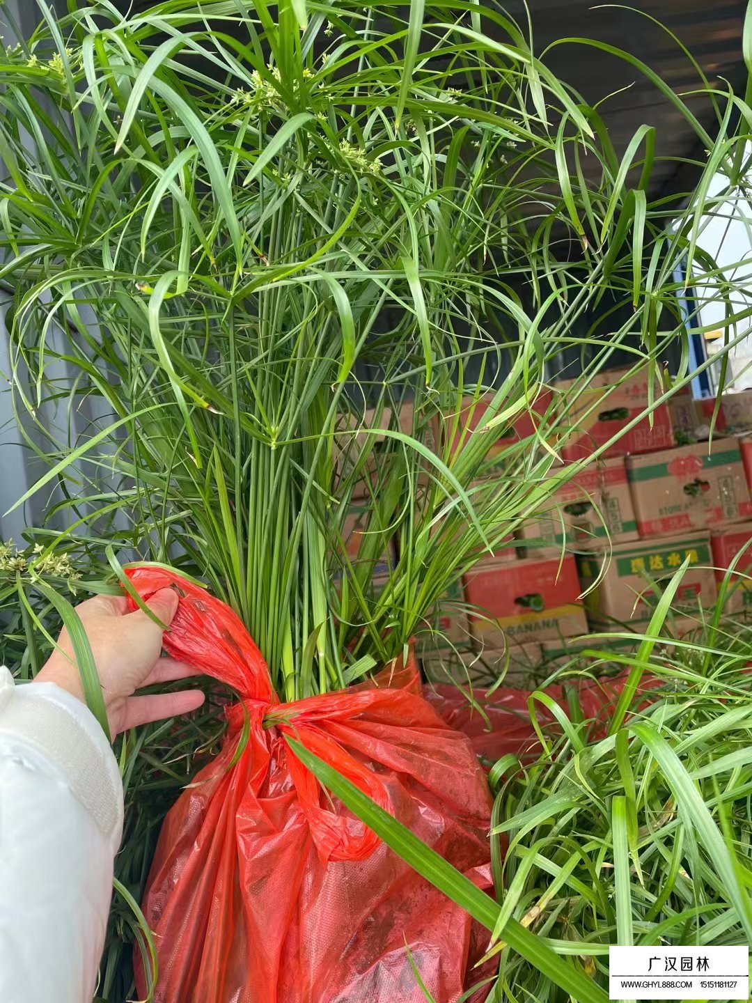 旱傘草