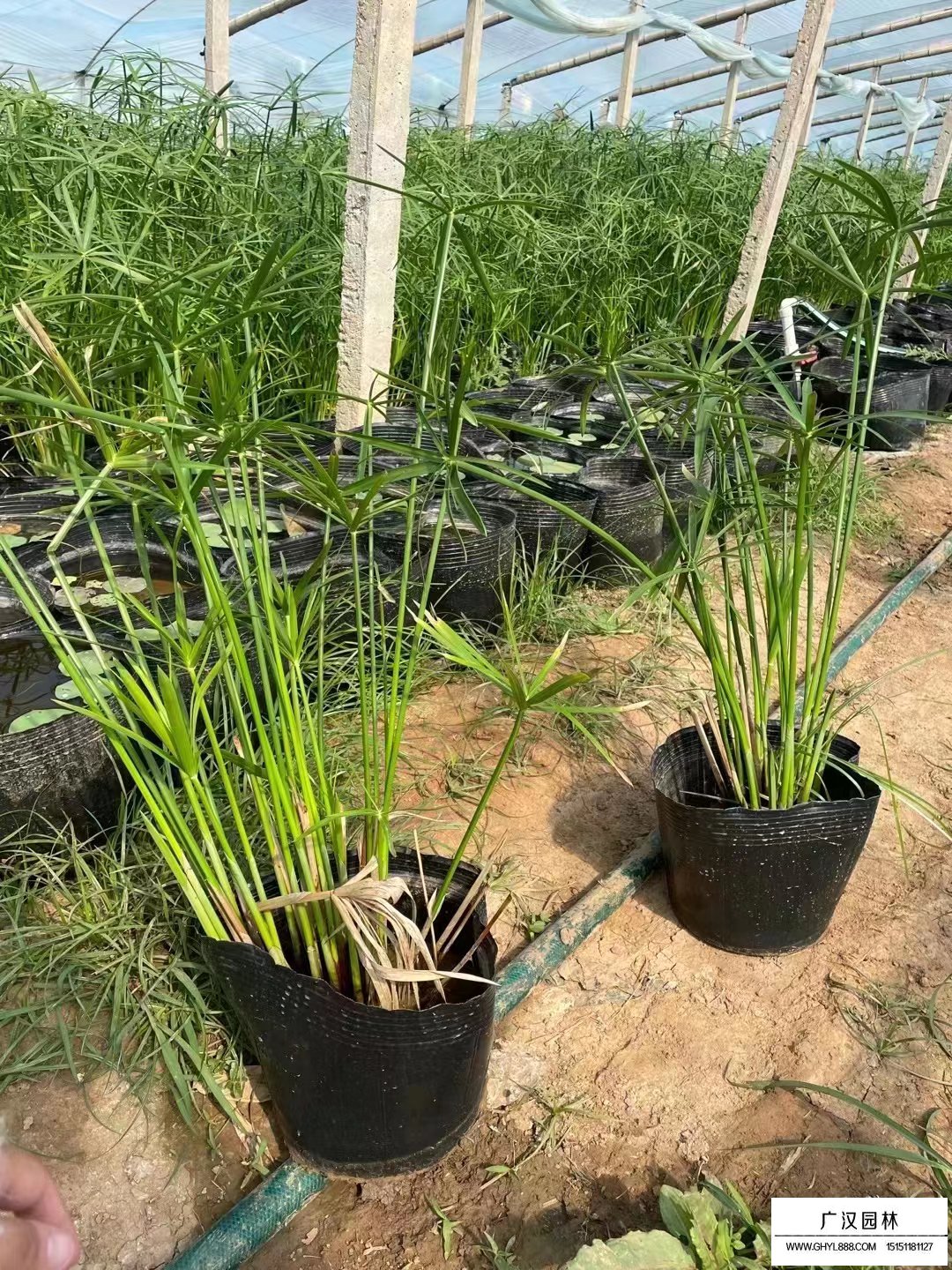 旱傘草