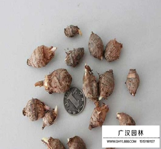 獨角蓮種子