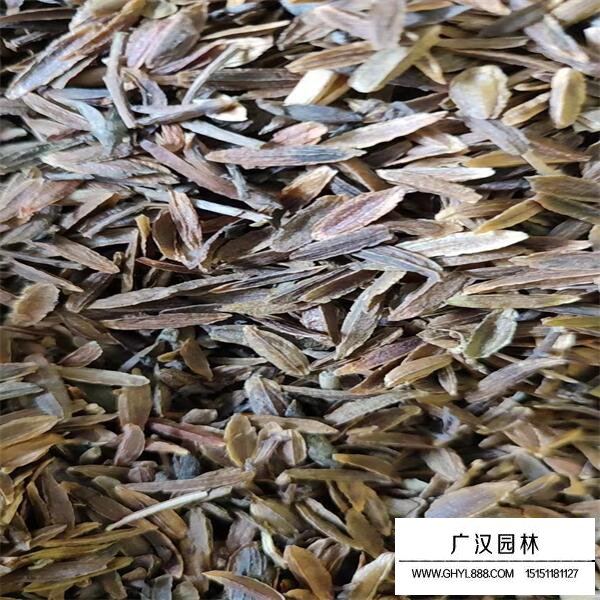 丁香種子
