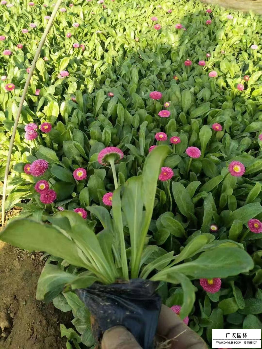 雛菊苗