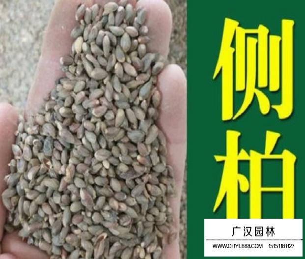 側柏種子