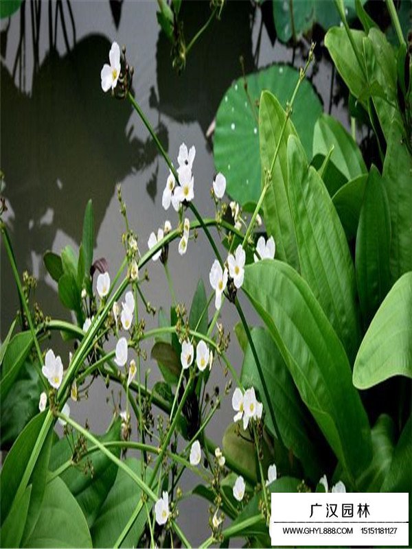 毛茛澤瀉