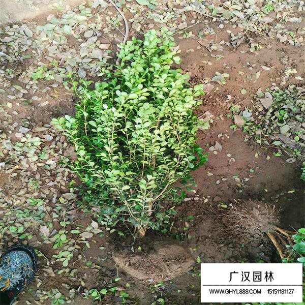 小葉黃楊
