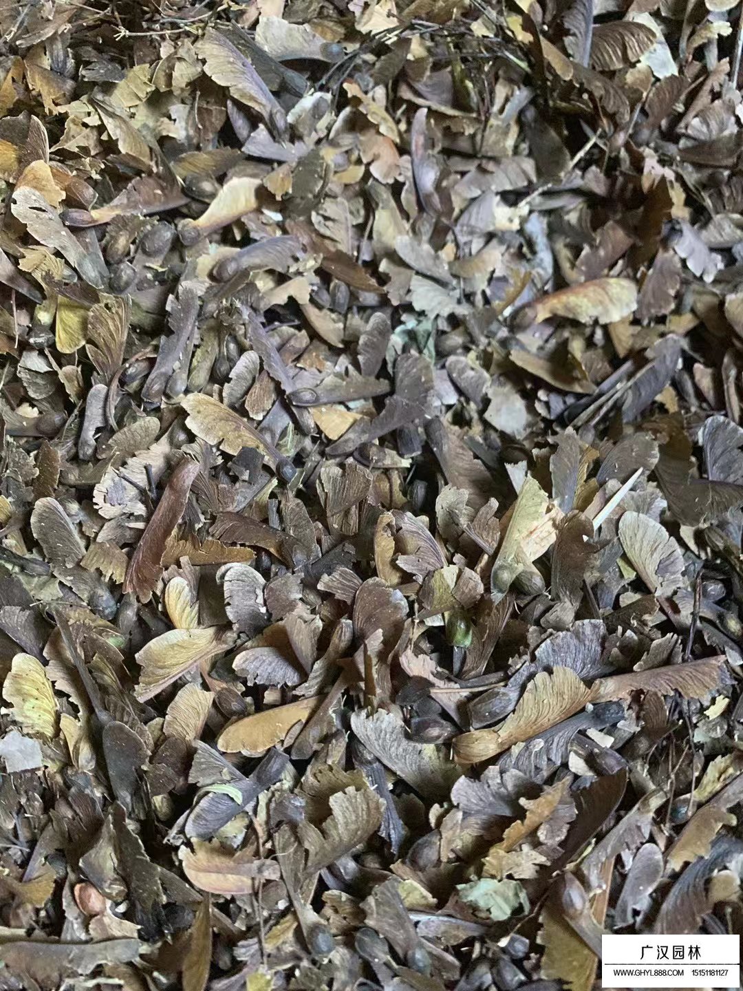 雞爪槭種子