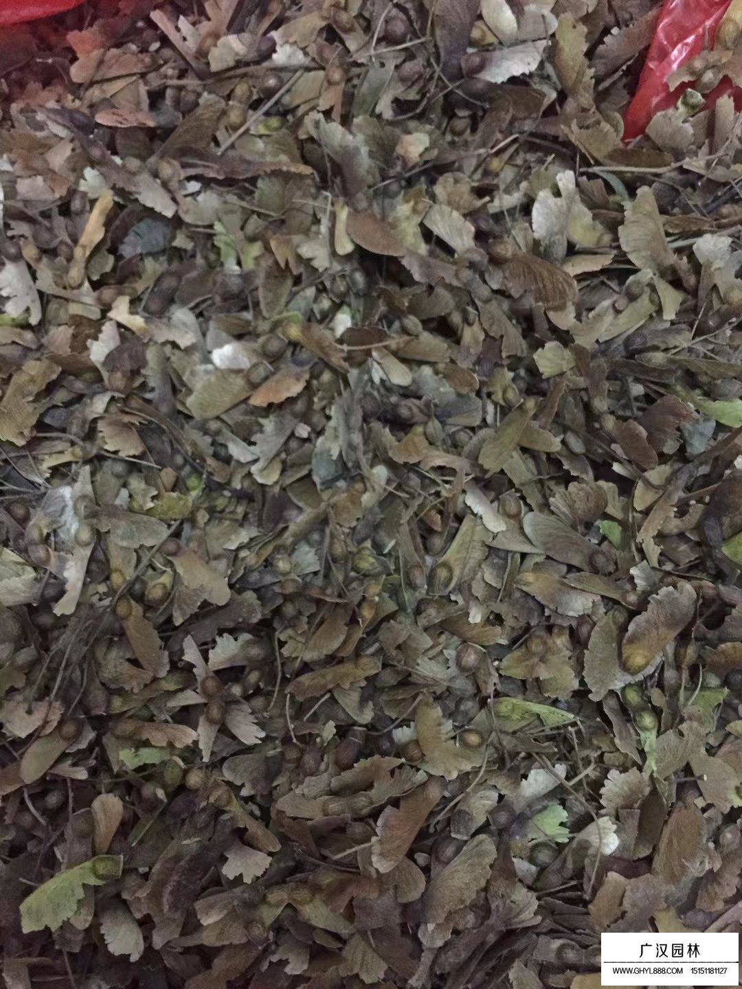 雞爪槭種子