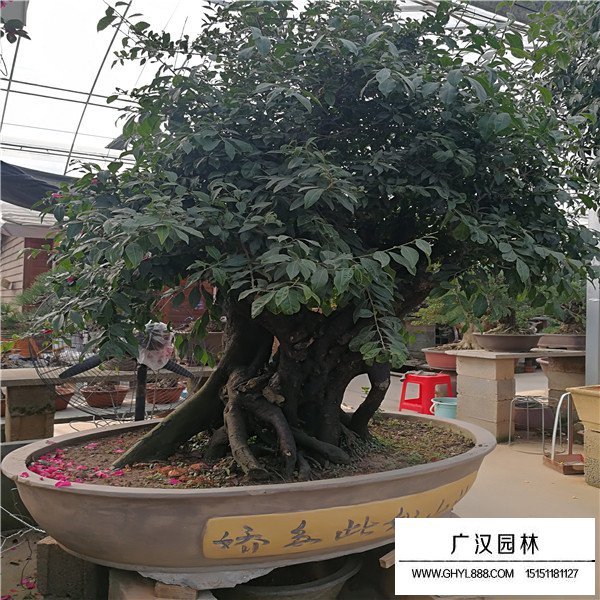 金彈子
