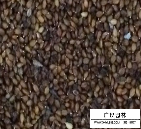 夏枯球種子