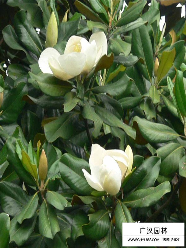 玉蘭花
