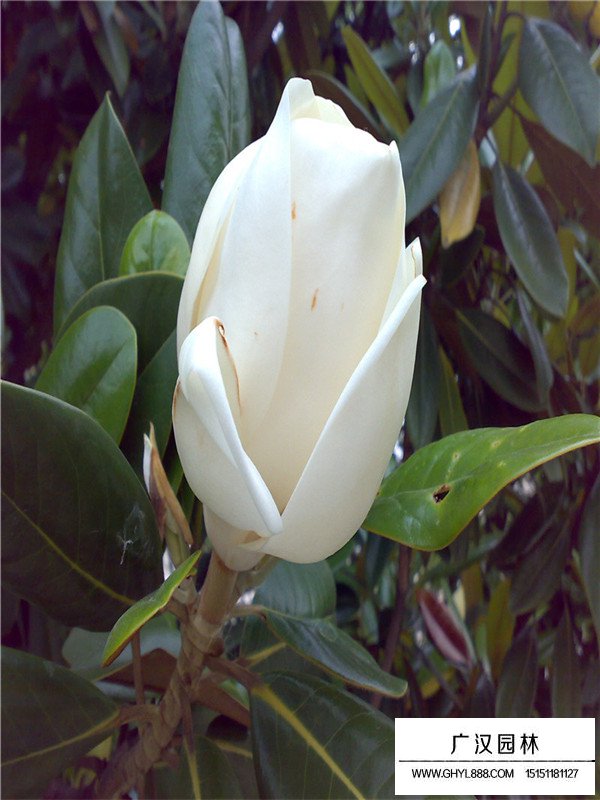 玉蘭花