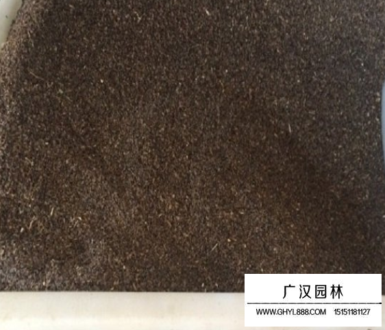 益母草種子