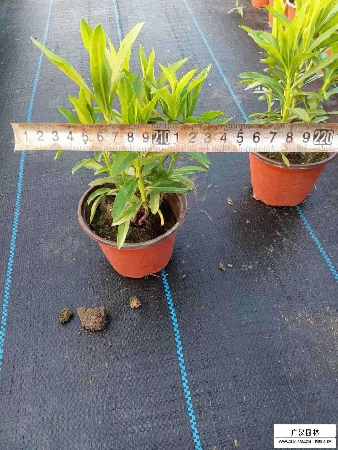 假龍頭