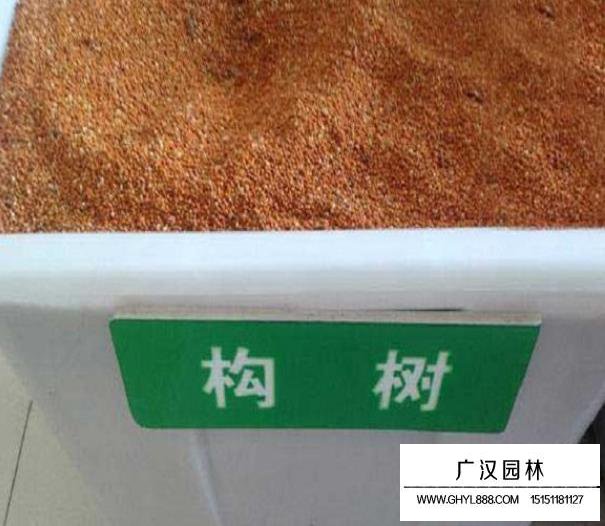 構樹種子