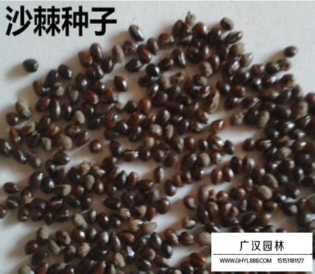 大果沙棘種子