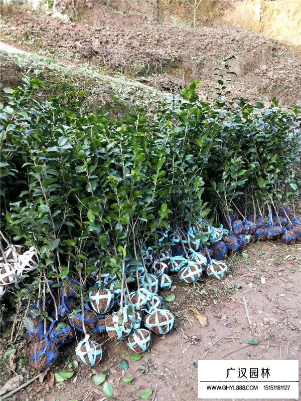 茶花樹