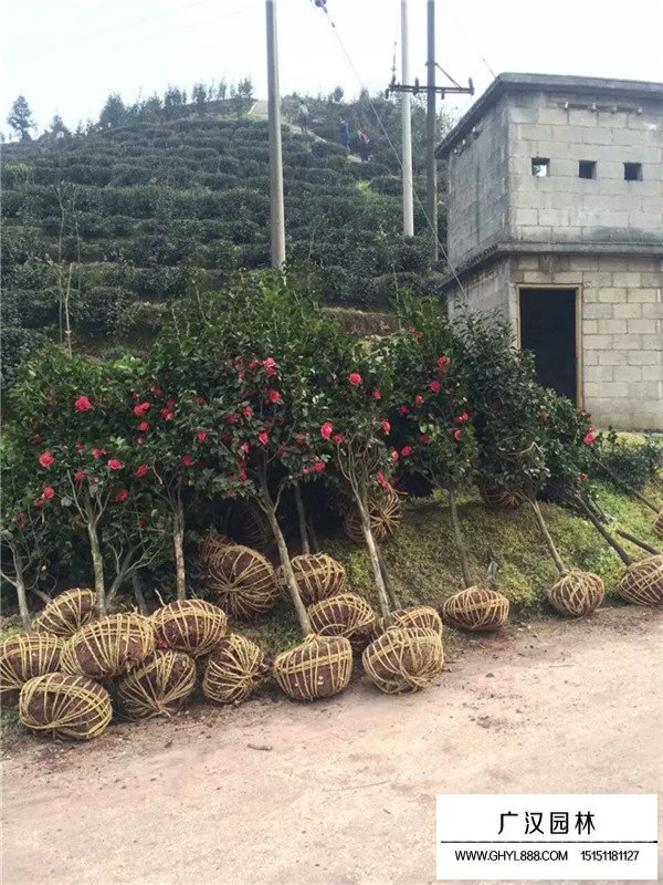 茶花樹