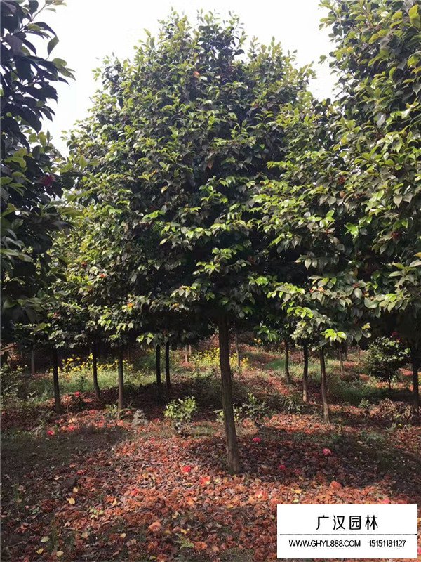 茶花樹