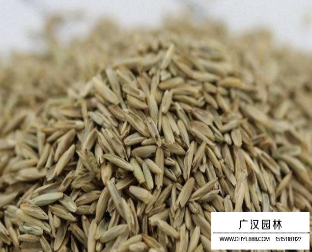 包衣黑麥種子