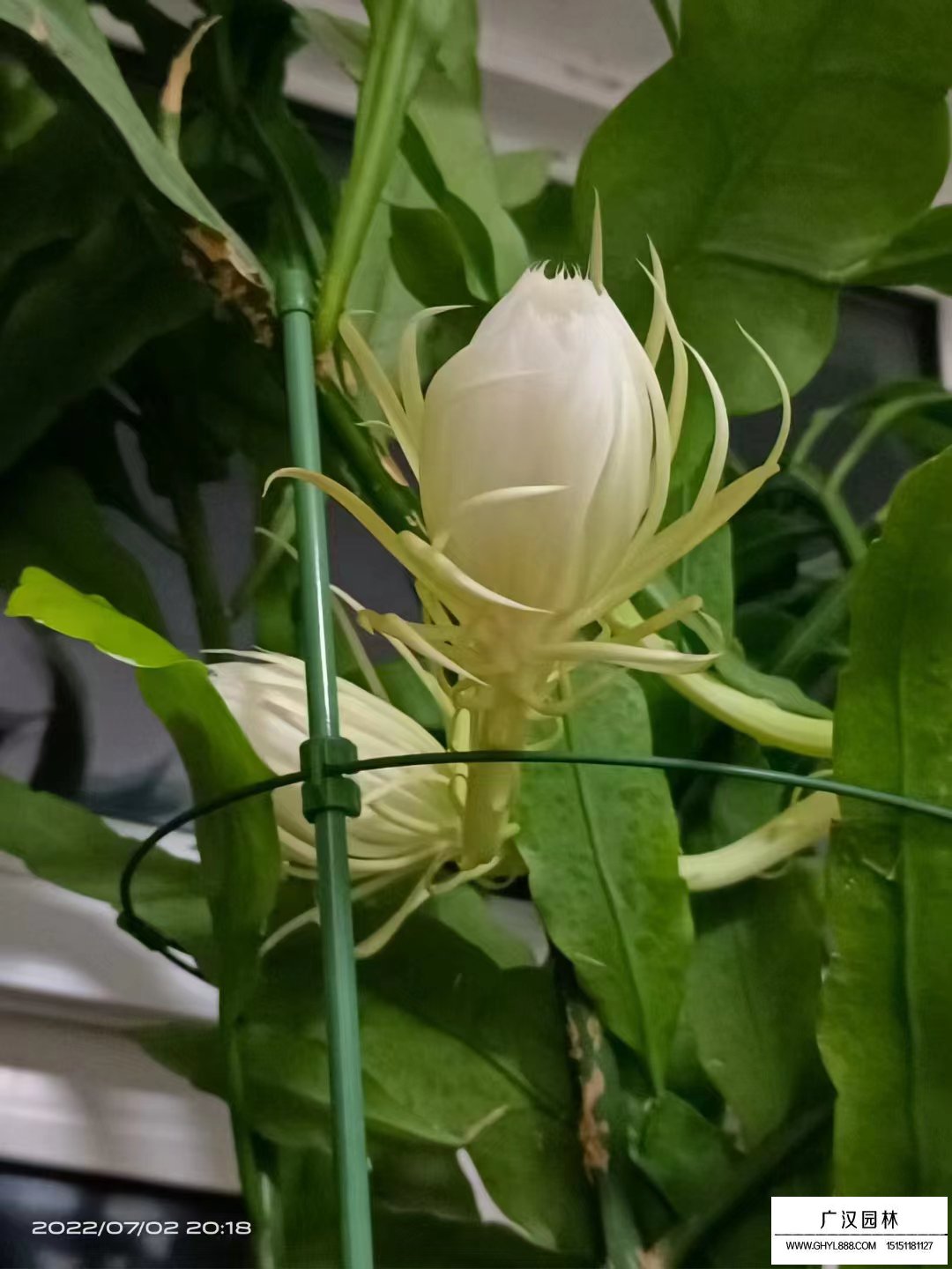 曇花