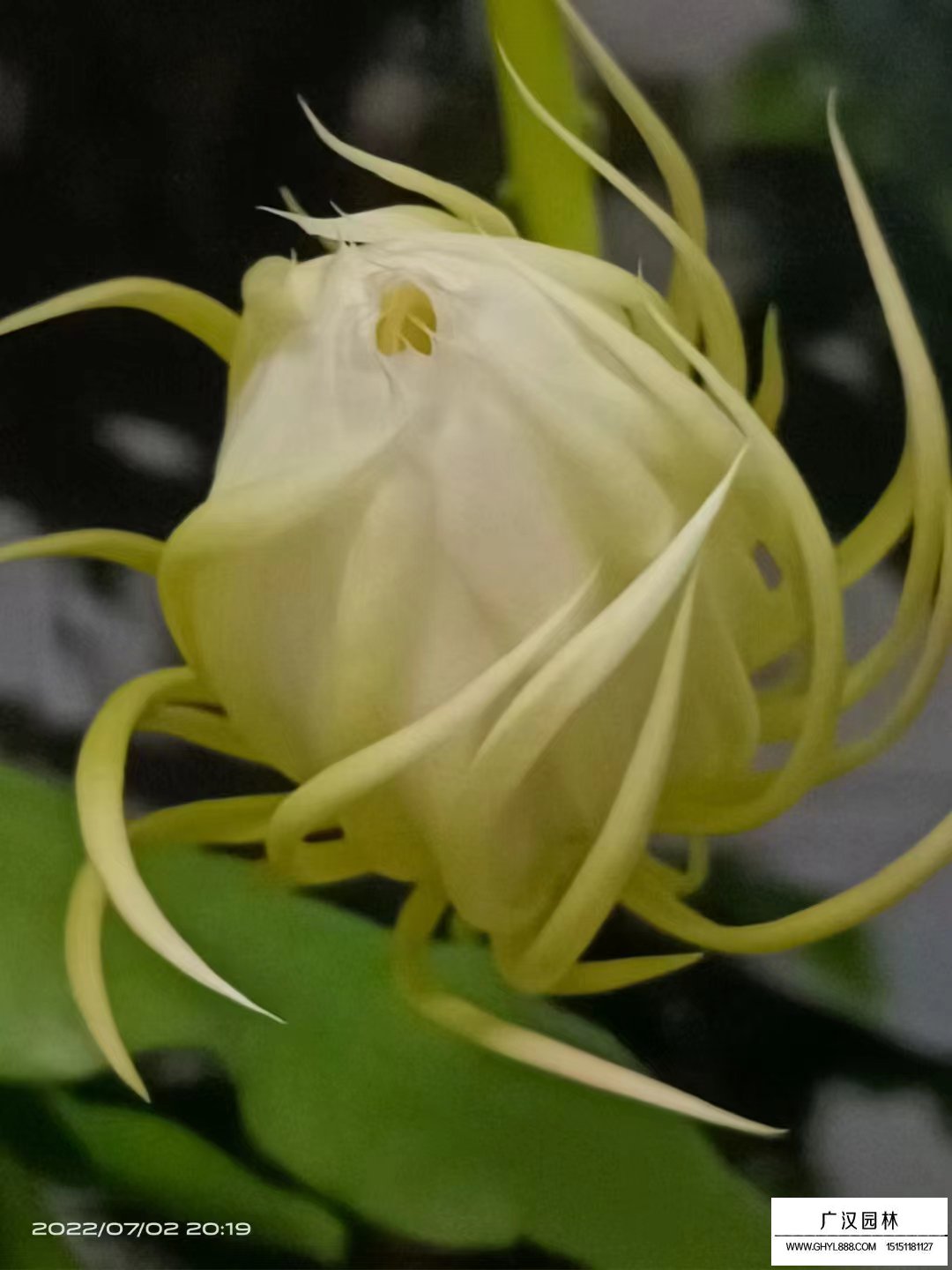 曇花