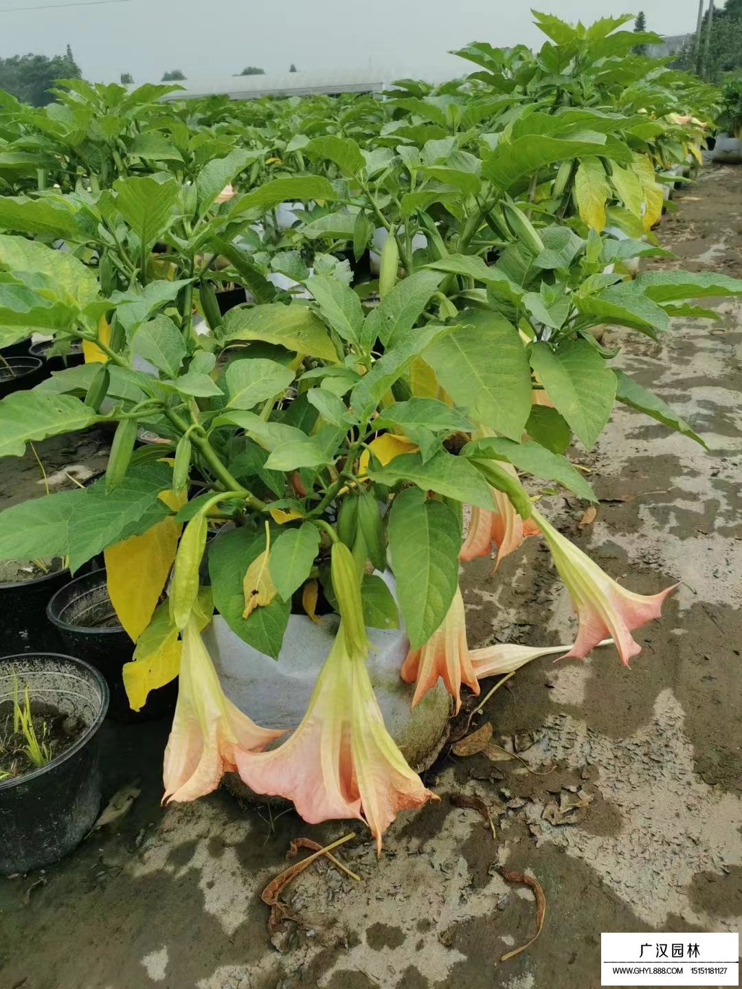 曼陀羅