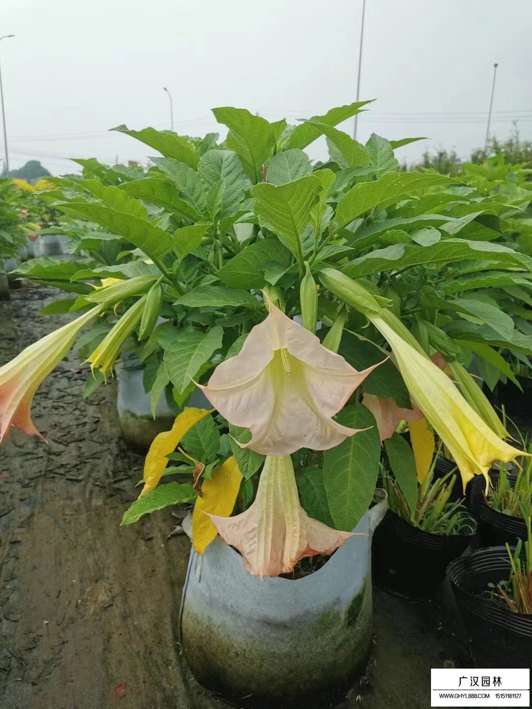 曼陀羅