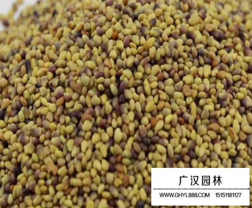 紅三葉種子