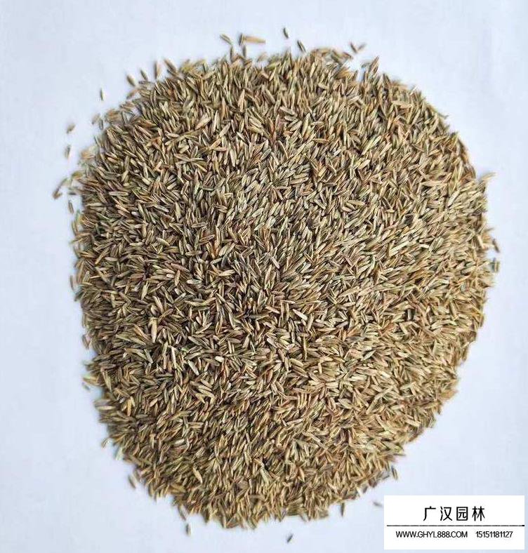 果嶺草種子