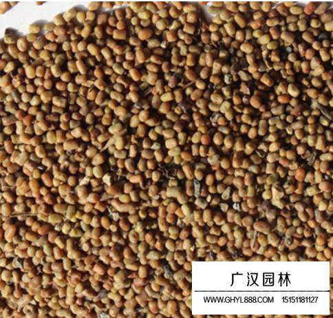 多花木蘭種子