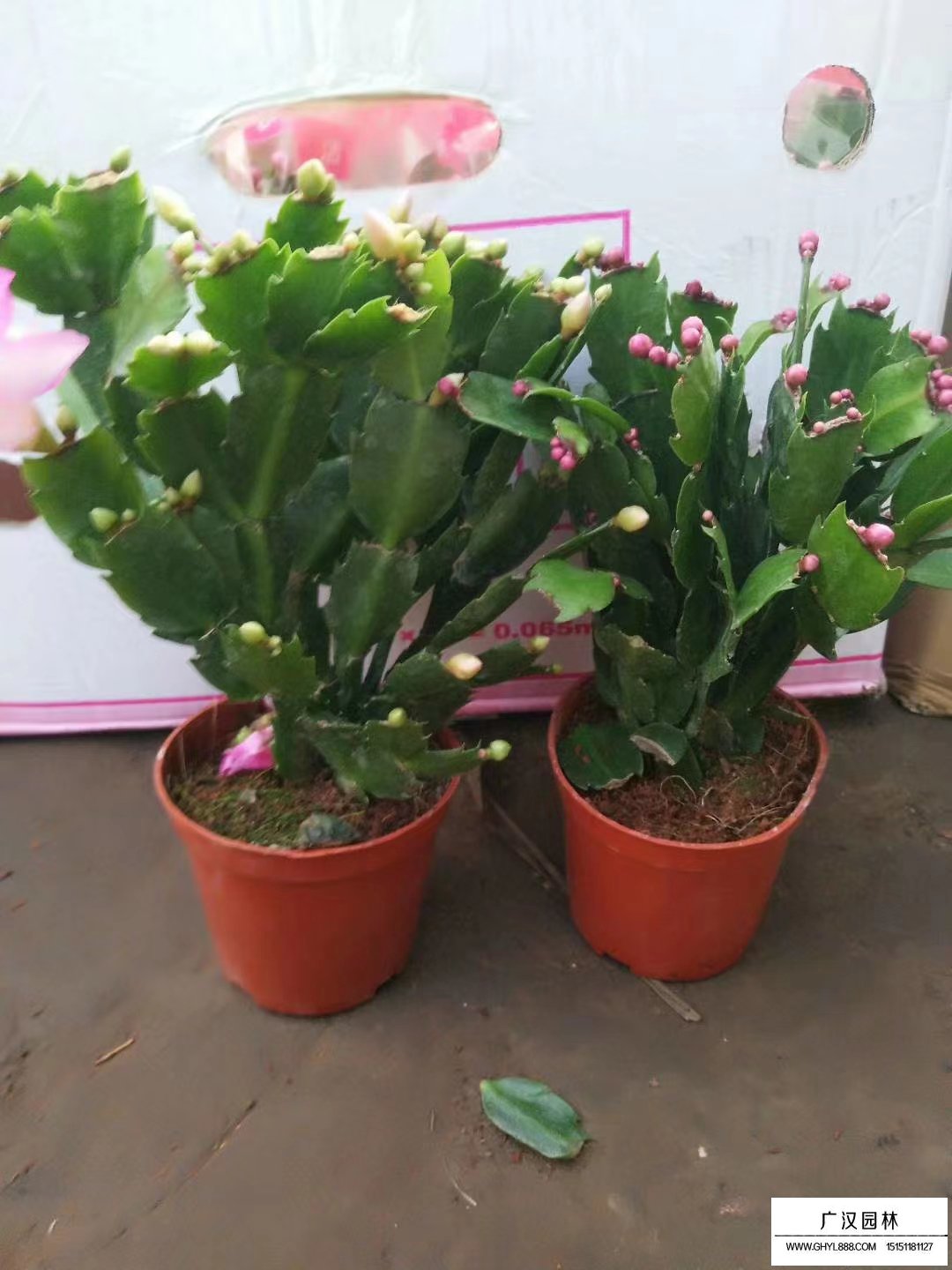 蟹爪蘭
