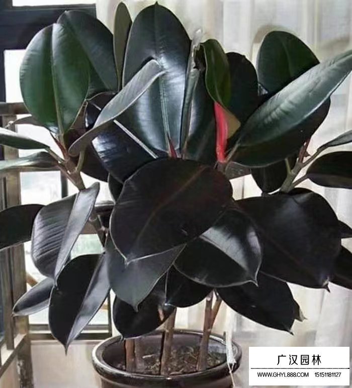 橡皮樹