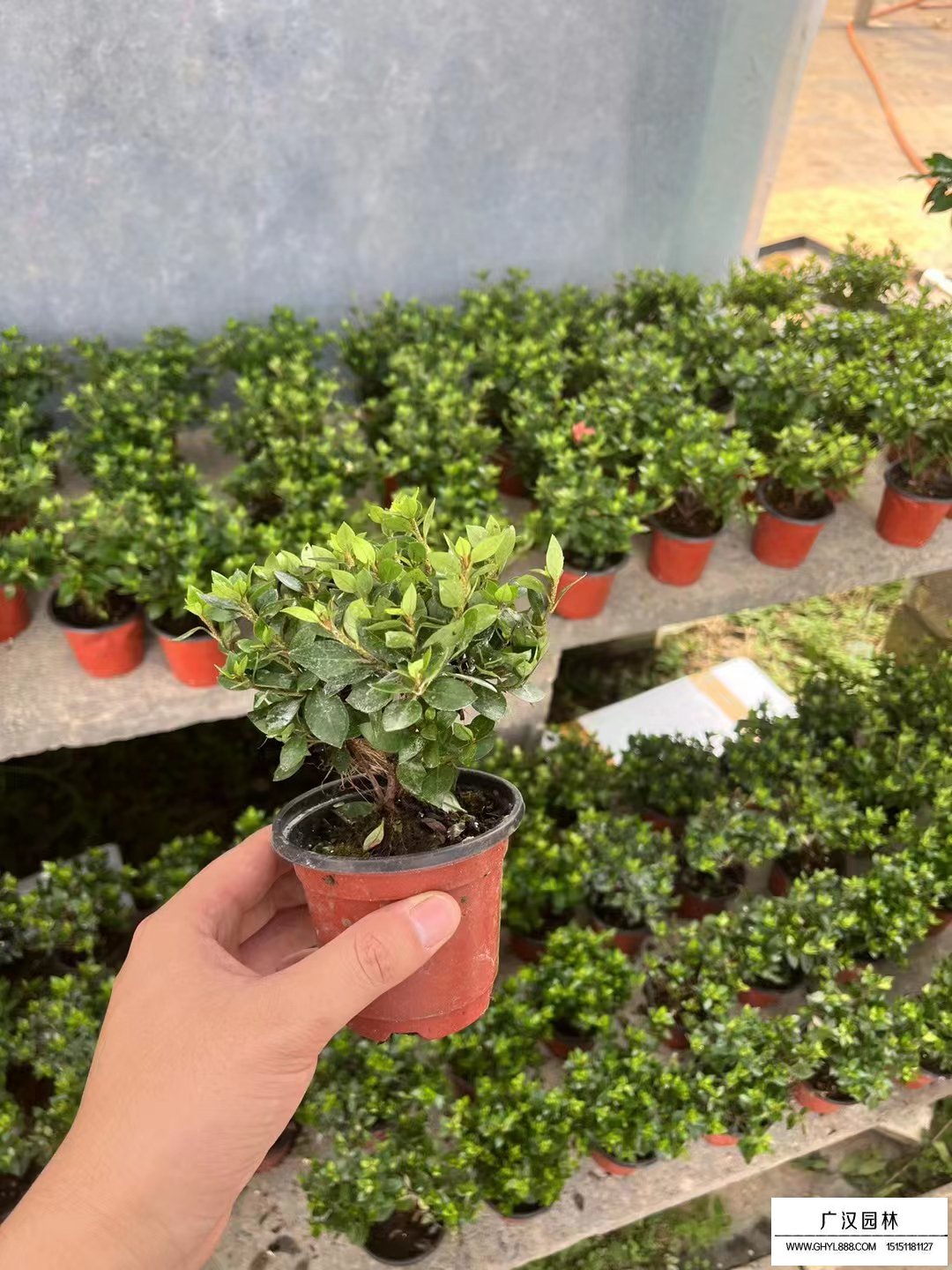 皋月杜鵑苗