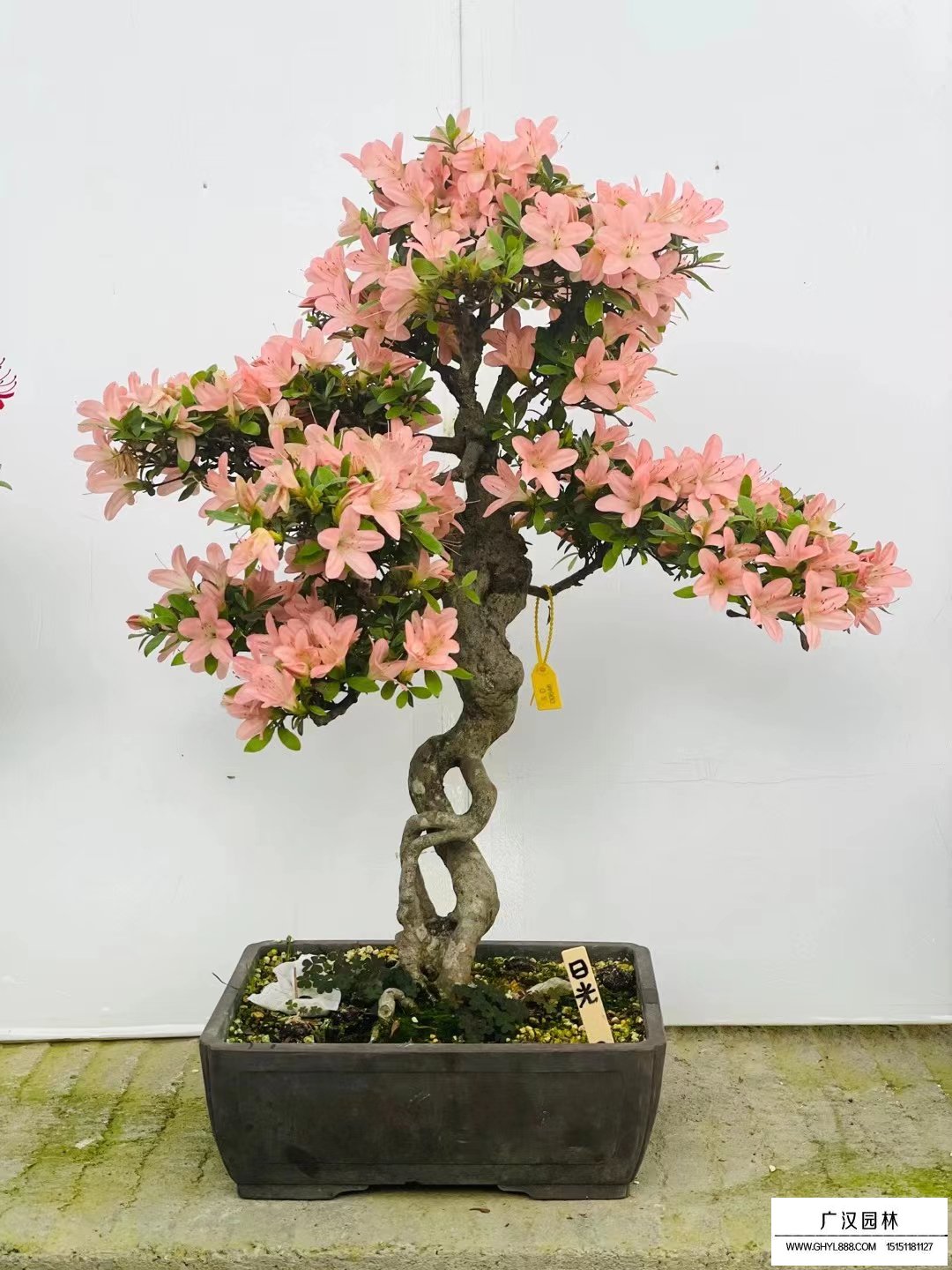 皋月杜鵑