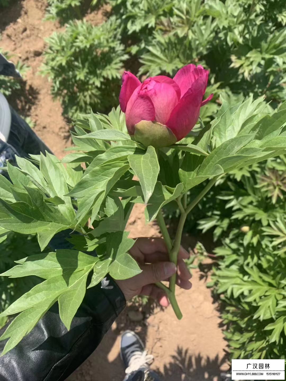 朱麗葉玫瑰
