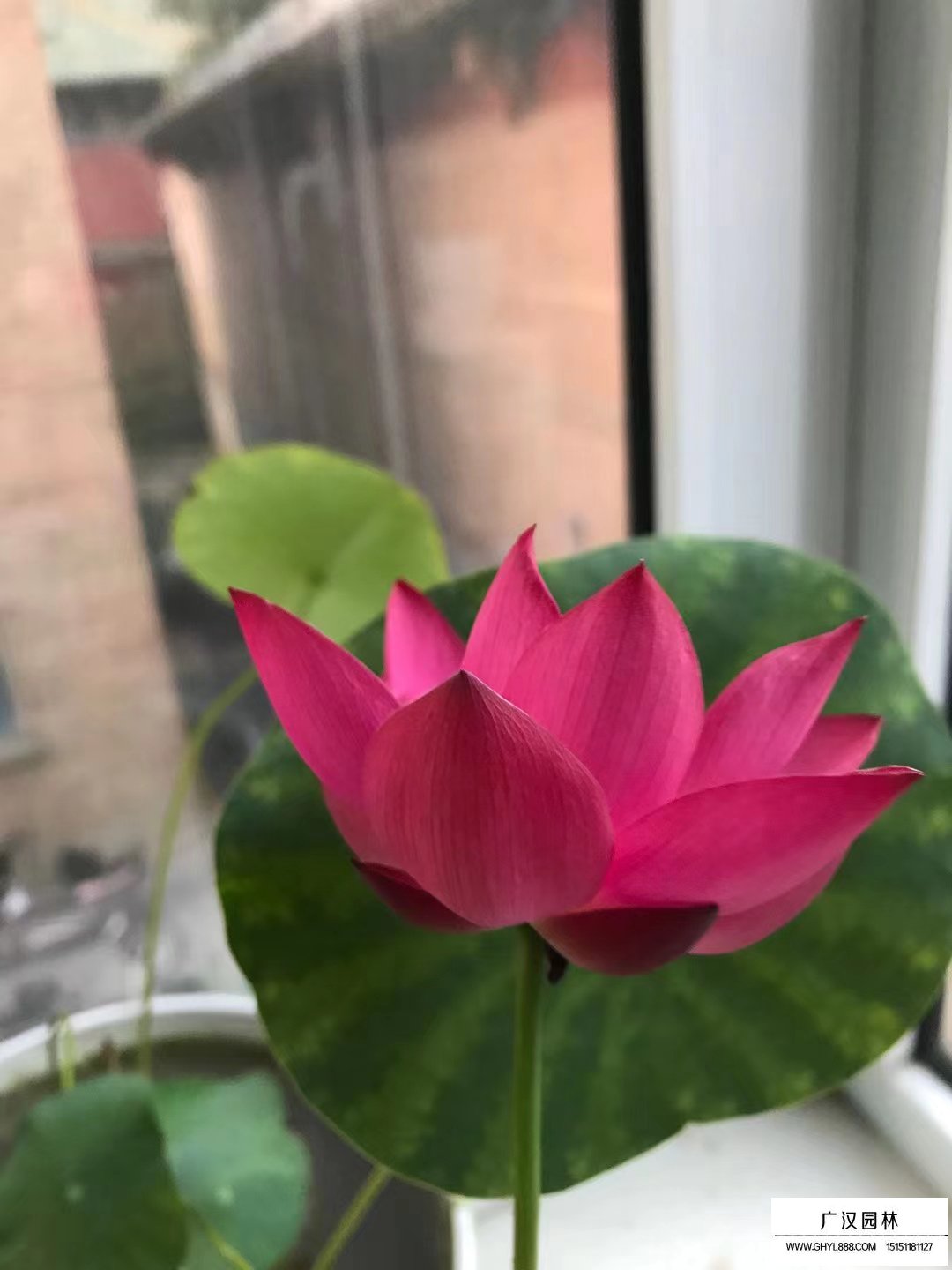 碗蓮