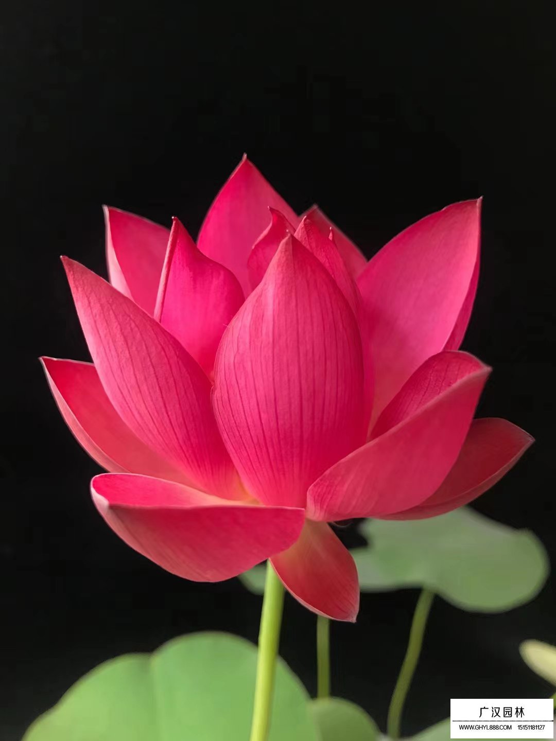 碗蓮