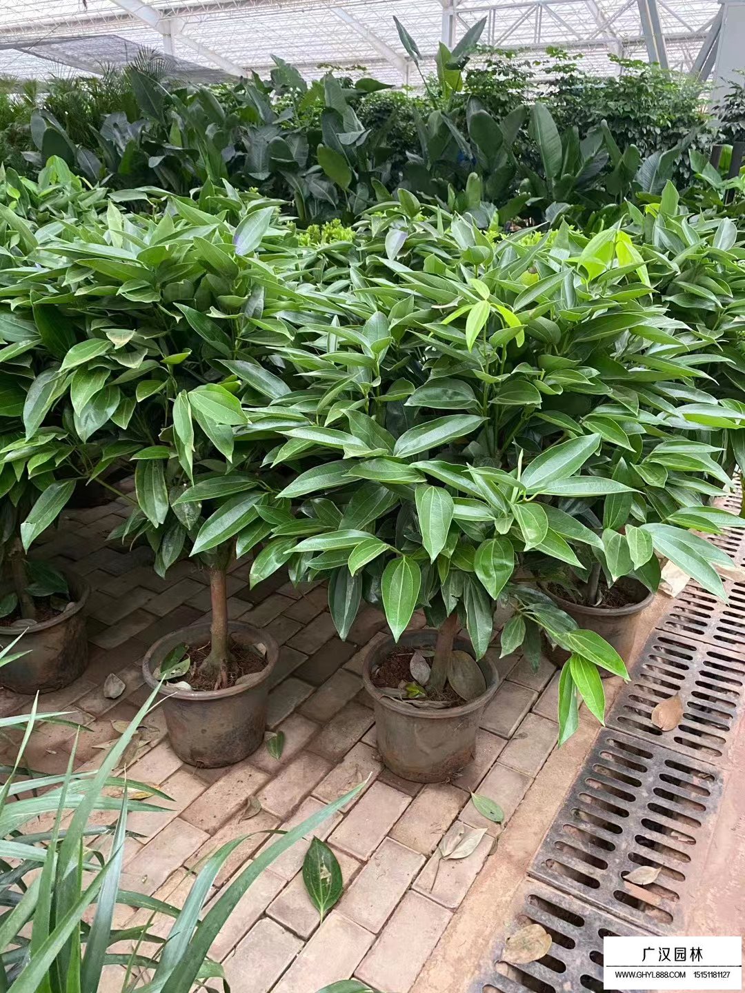 平安樹
