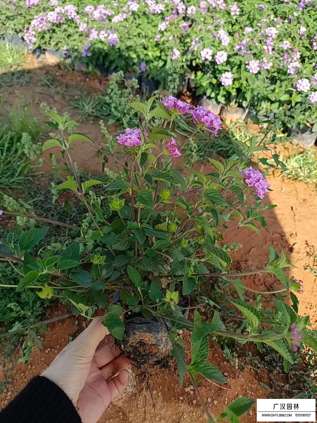 馬櫻丹