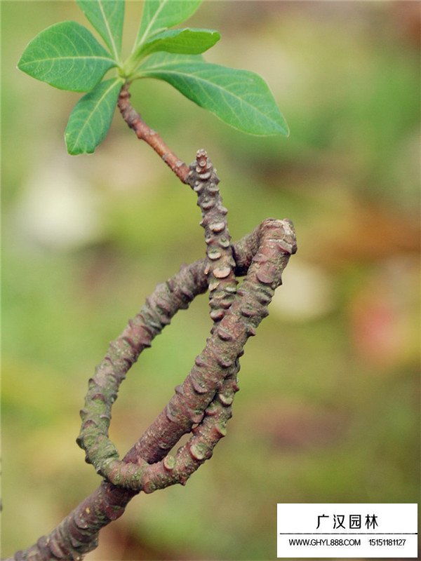 結香花