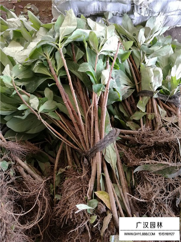 結香花