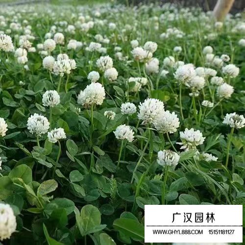 白三葉