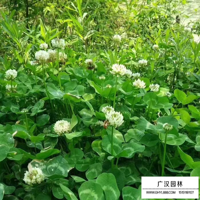 白三葉