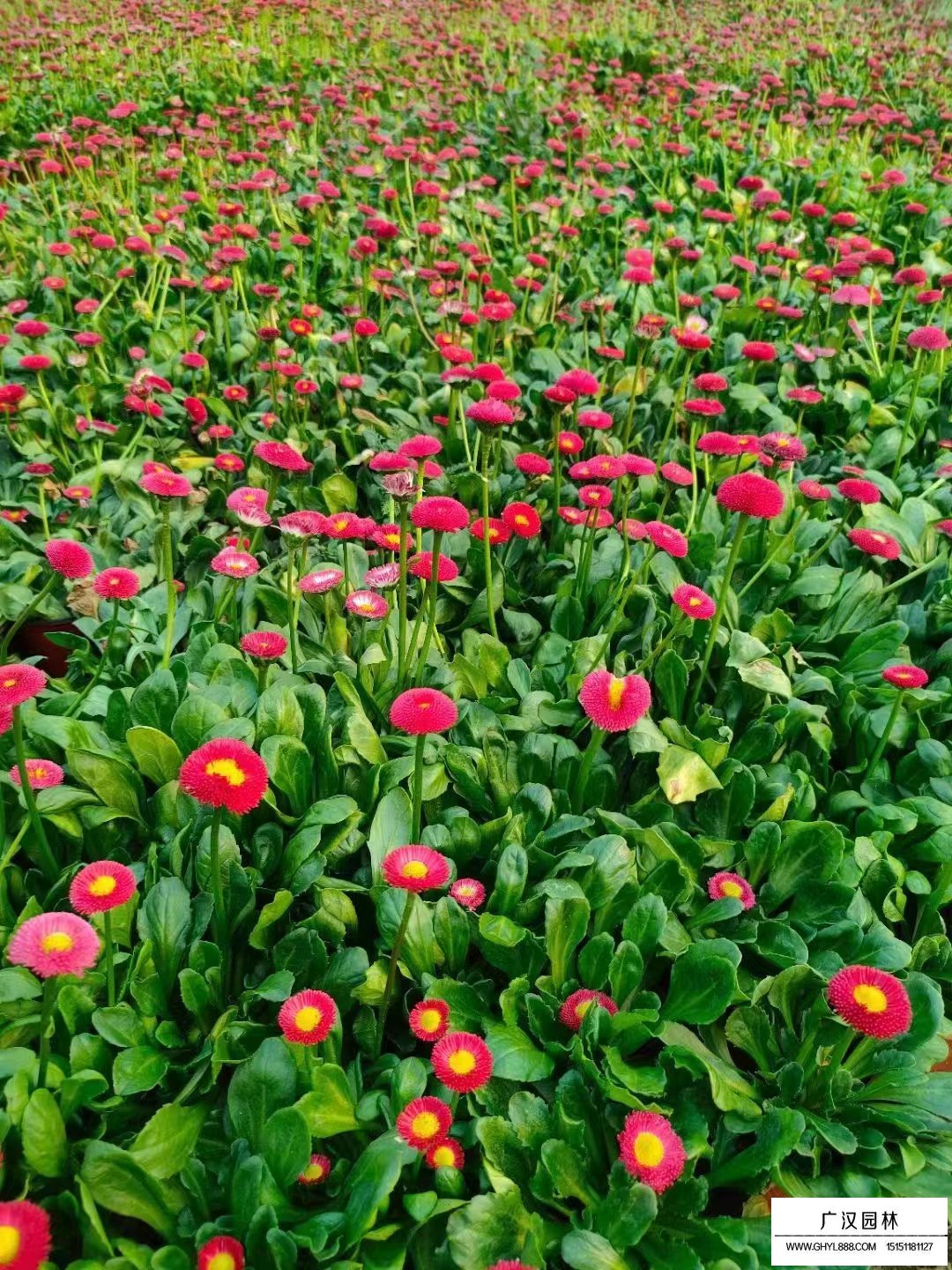 雛菊