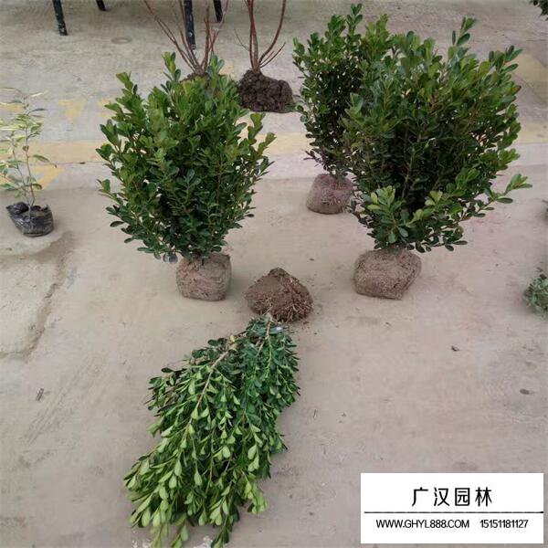 瓜子黃楊小苗