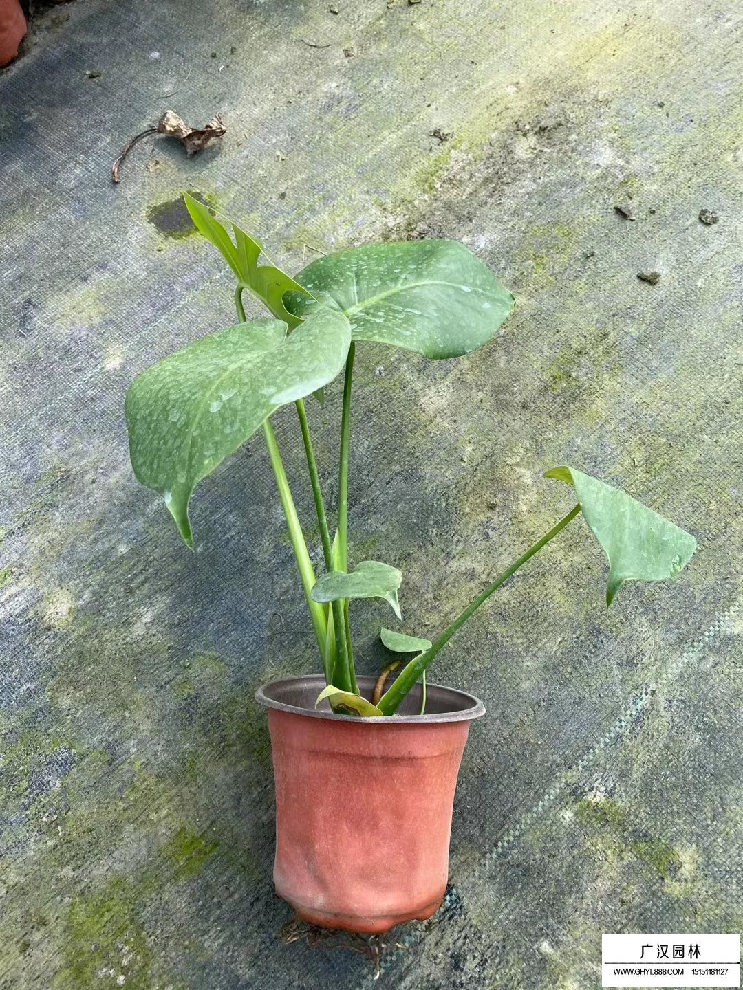 龜背竹