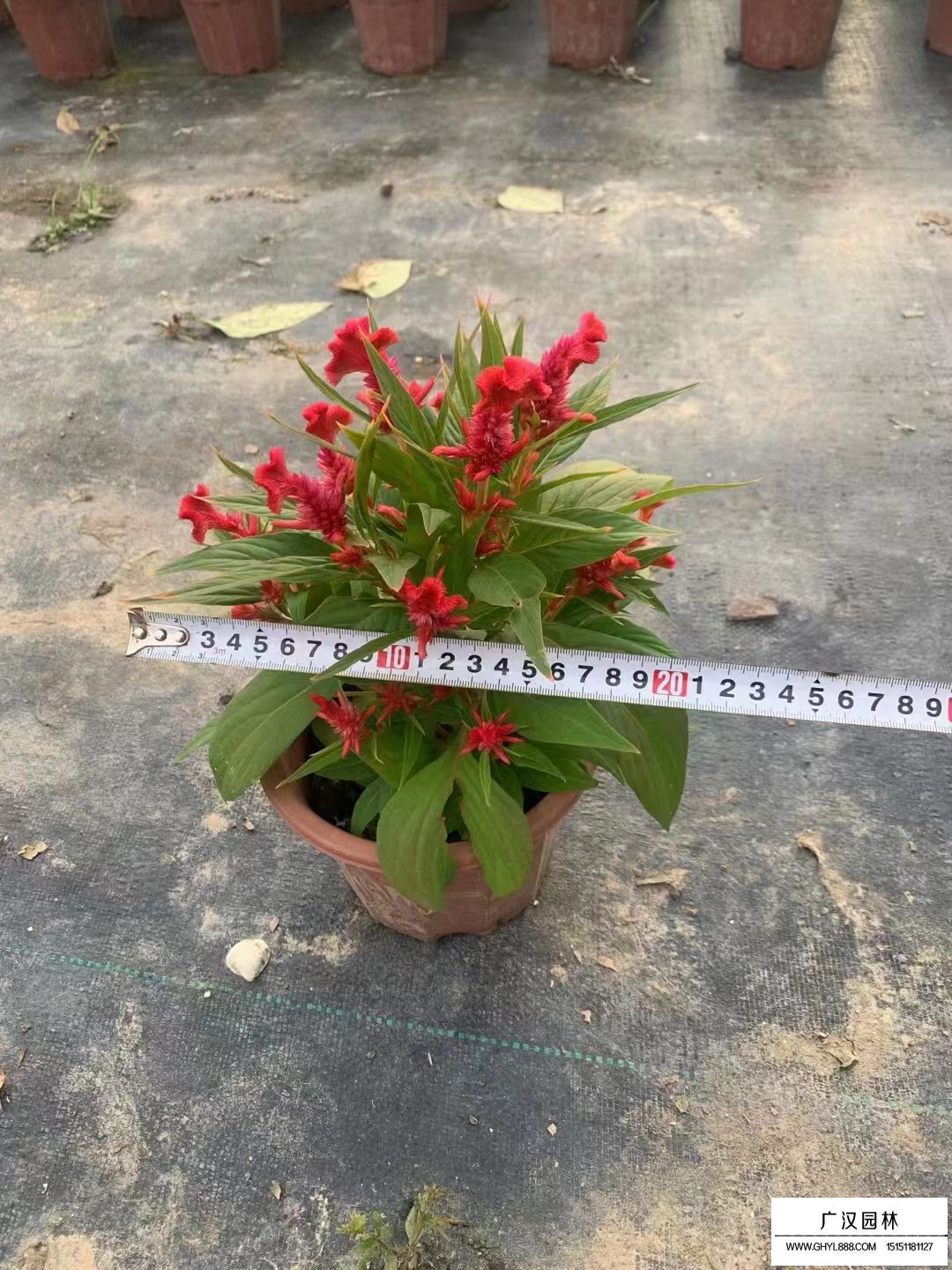 雞冠花