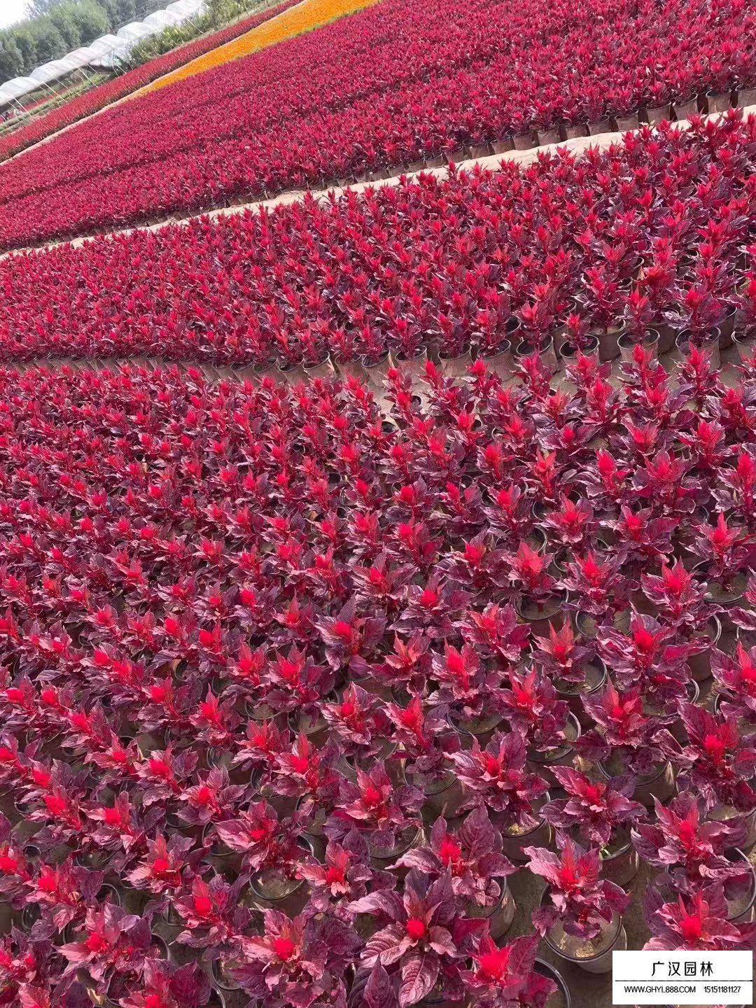 雞冠花