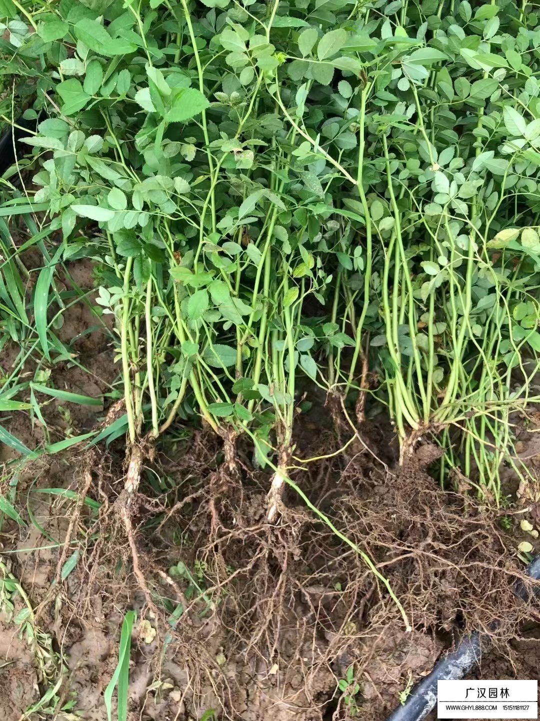薔薇